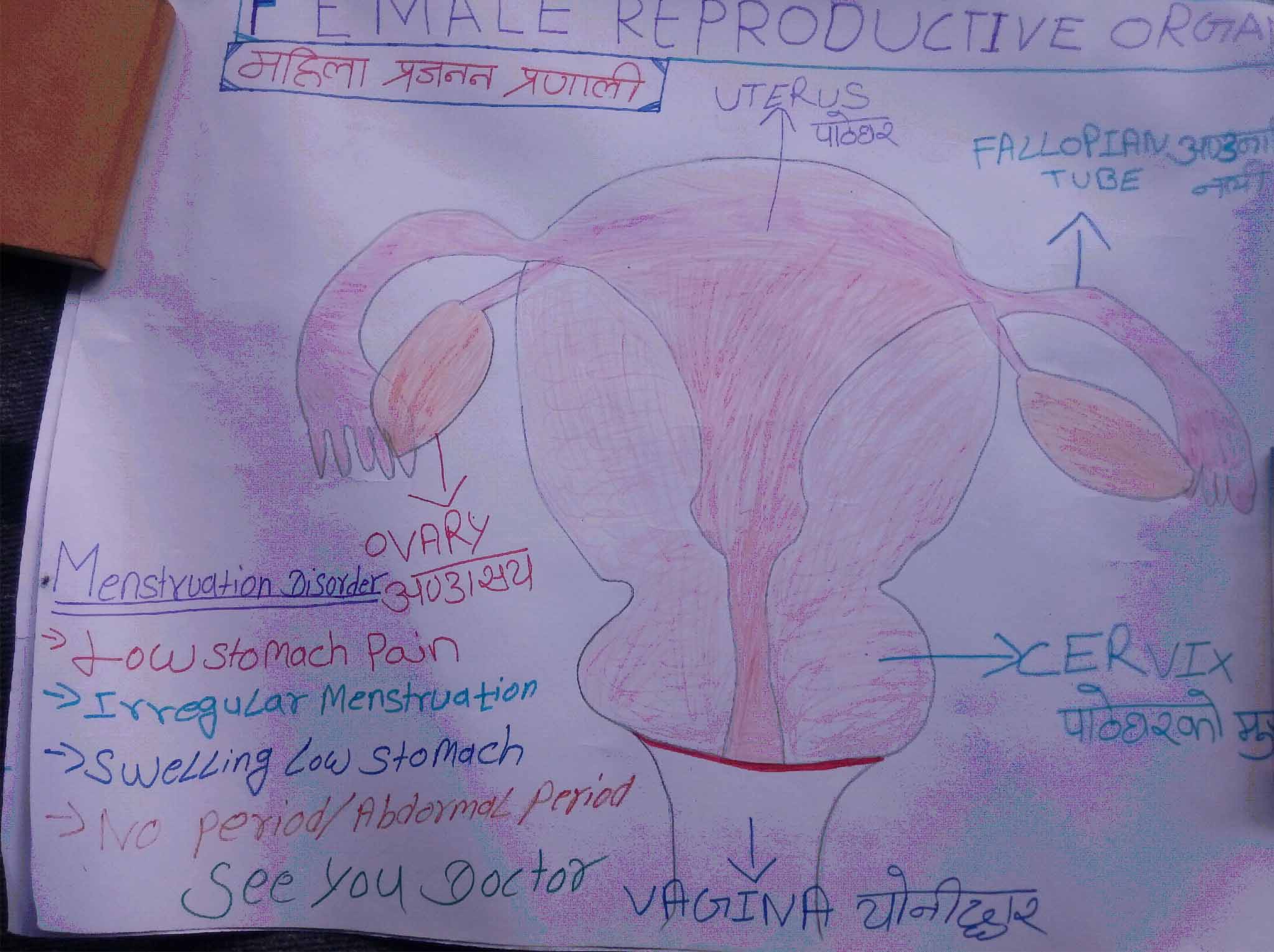 Reproductive Organ