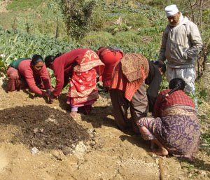 Agroforestry