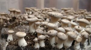 Mushroom Farming Pilot Project Dadagaun